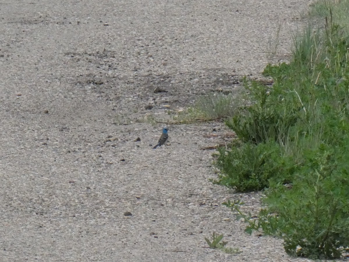 Lazuli Bunting - Blake Weis