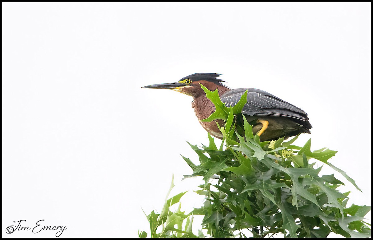 Green Heron - ML459168781