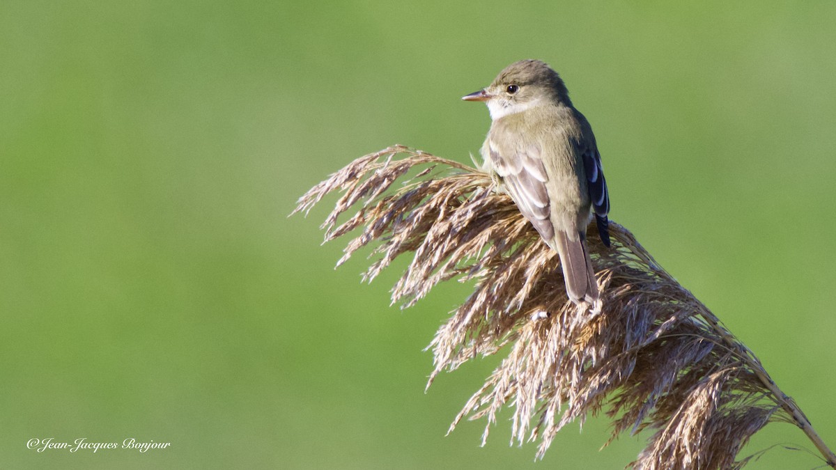 Willow Flycatcher - ML459168971