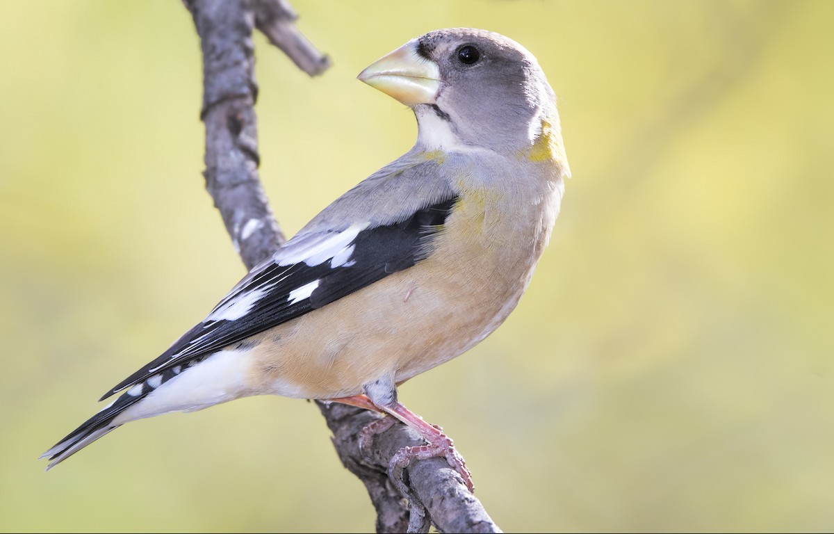 Evening Grosbeak - ML459171281