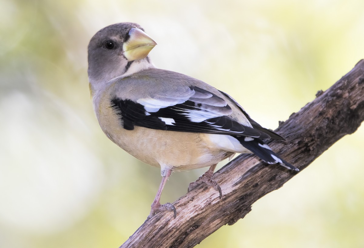 Evening Grosbeak - ML459171321