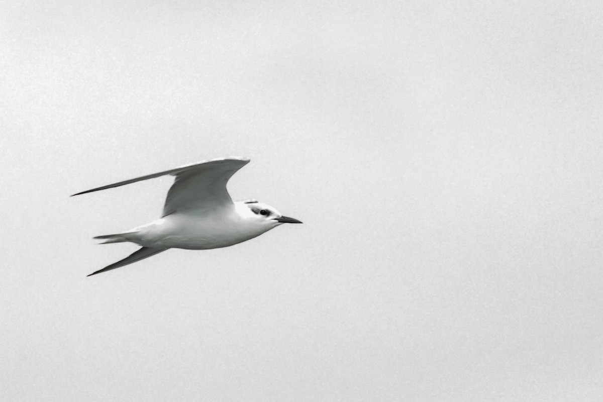 Whiskered Tern - ML459171911