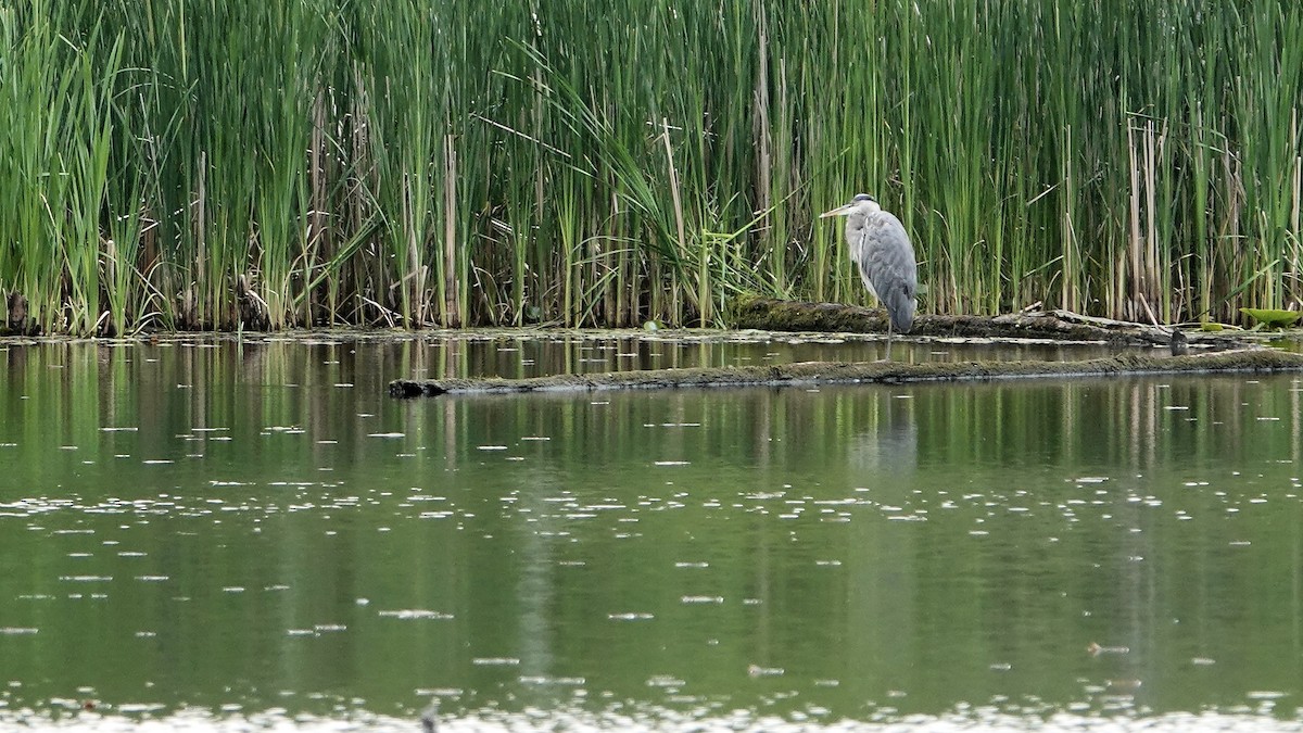 Great Blue Heron (Great Blue) - ML459172781