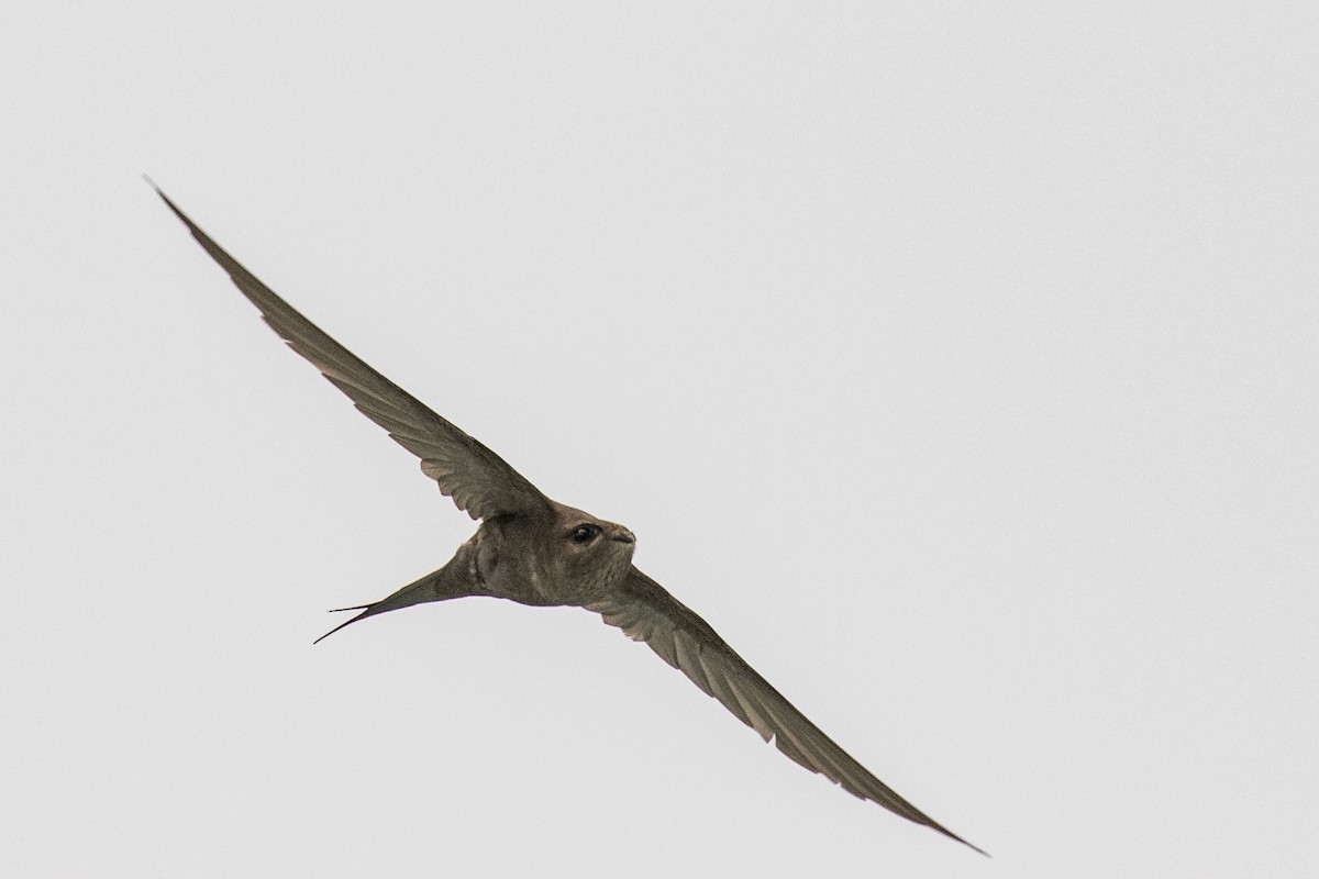 African Palm Swift - ML459172791