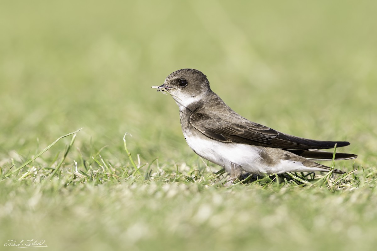 Bank Swallow - ML459173191