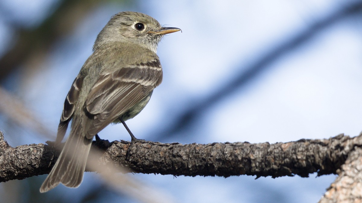 Pine Flycatcher - Mark Scheel