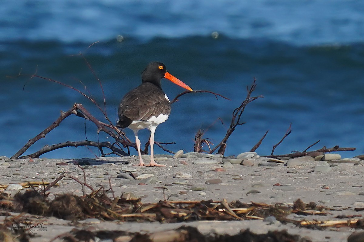 American Oystercatcher - ML459174871