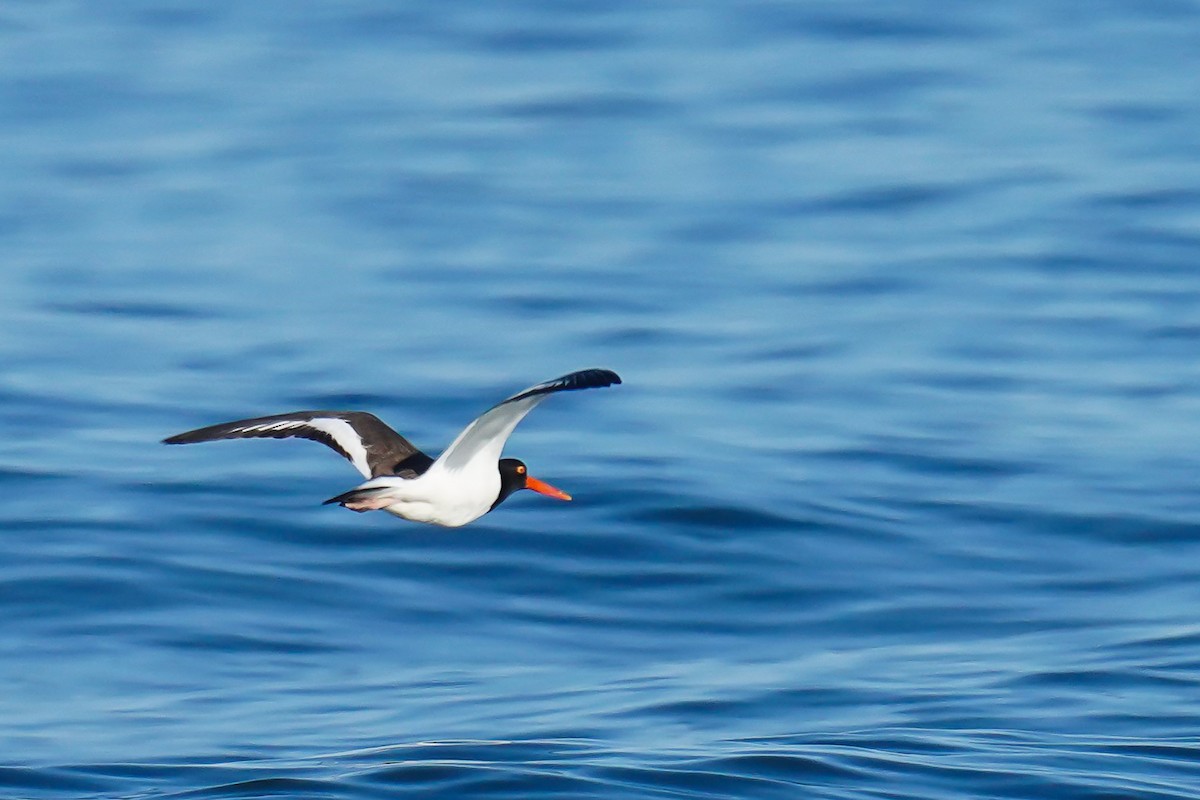 American Oystercatcher - ML459174911