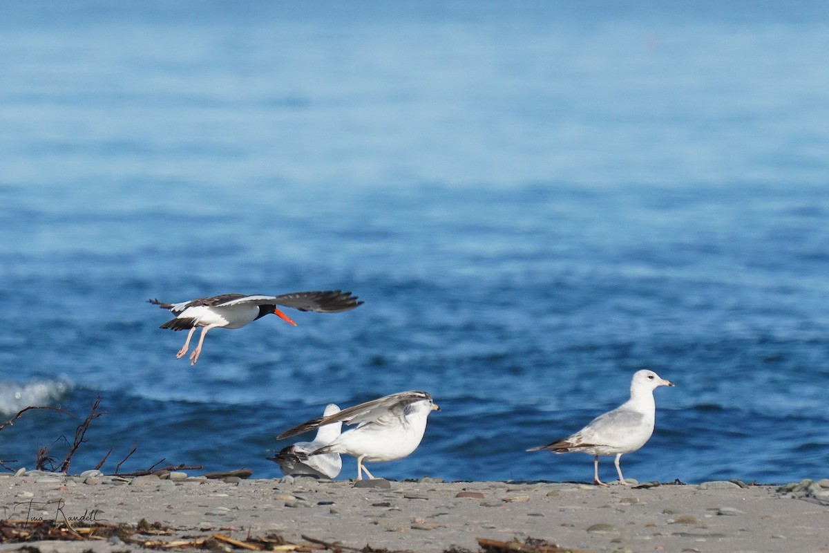 American Oystercatcher - ML459174931