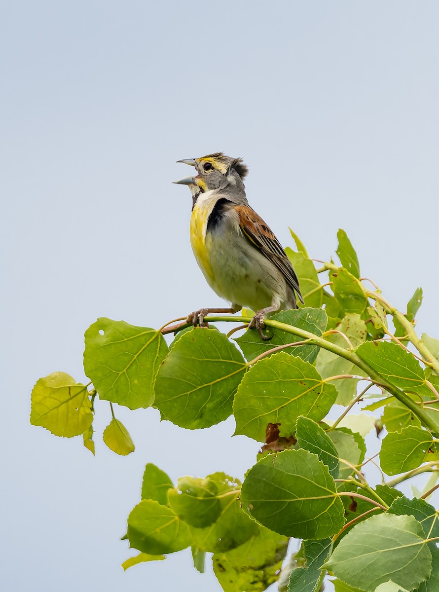 Dickcissel - ML459175641