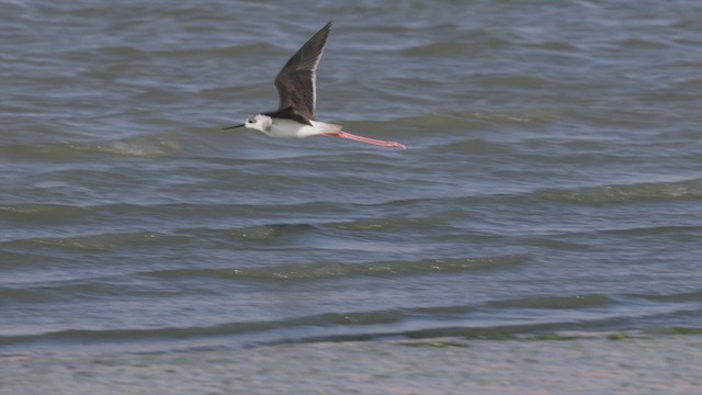 Black-winged Stilt - ML459175731