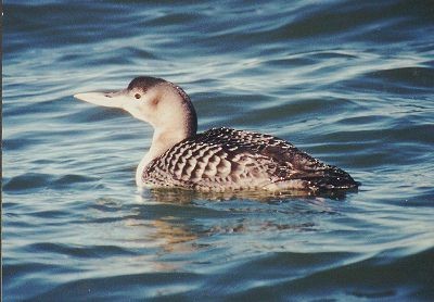 Yellow-billed Loon - ML459175821