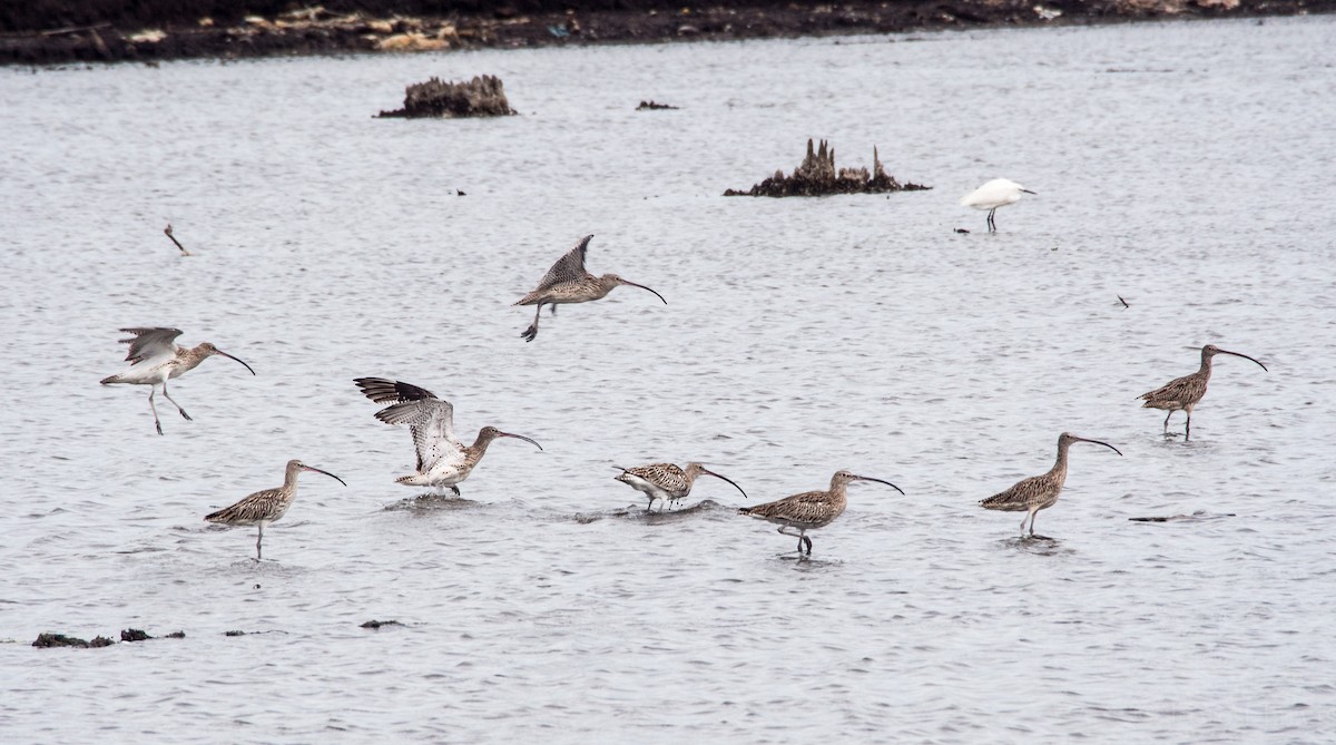 Eurasian Curlew - ML45917591