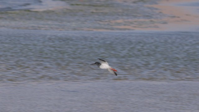 Common Redshank - ML459175991