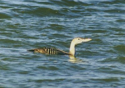 Yellow-billed Loon - ML459176211