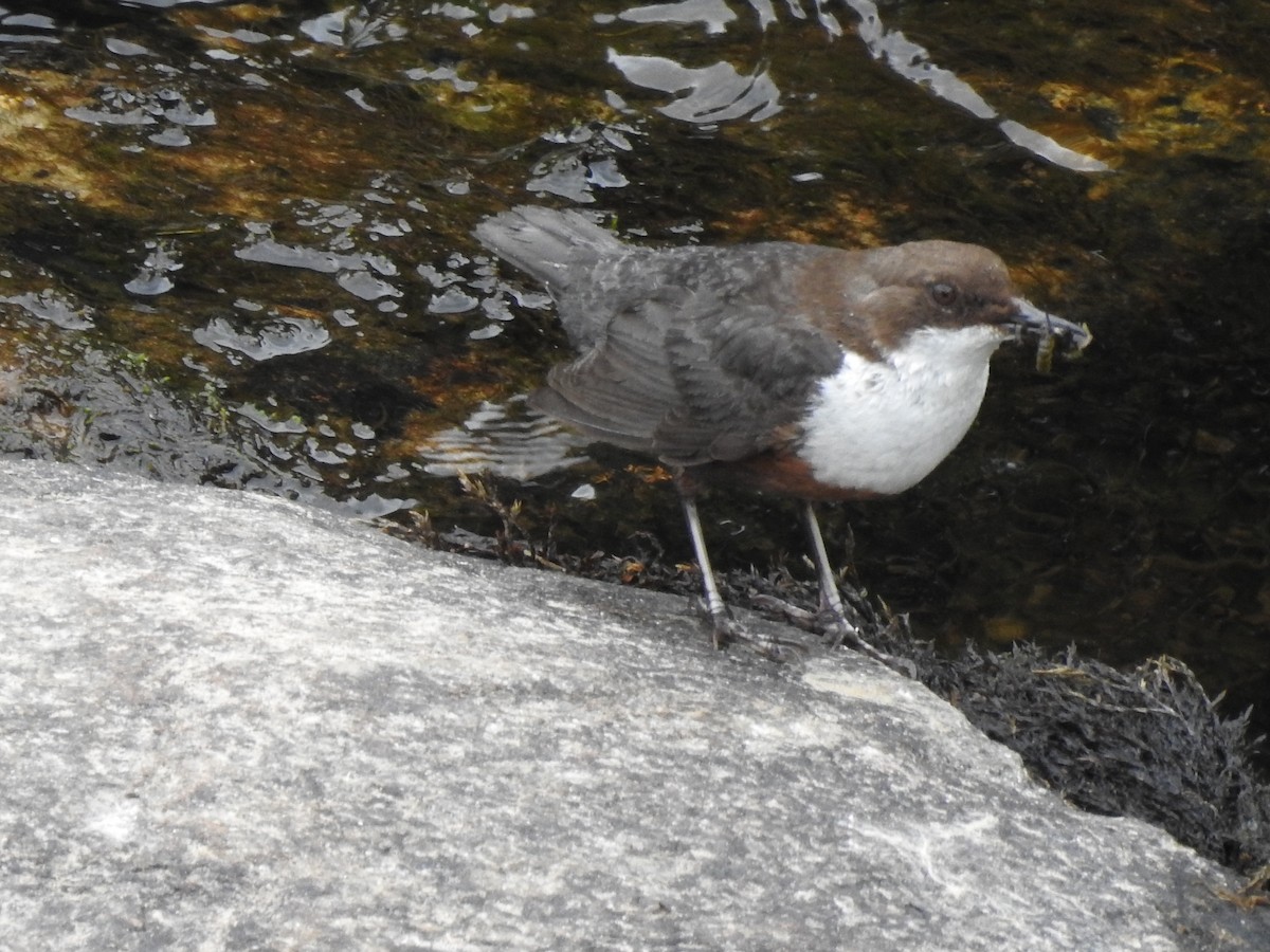 White-throated Dipper - ML459176541