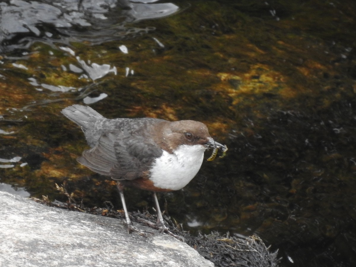 White-throated Dipper - ML459176551