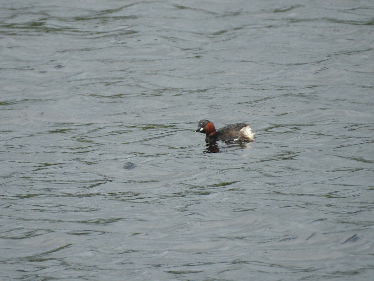 Little Grebe - Kevin Krajcir