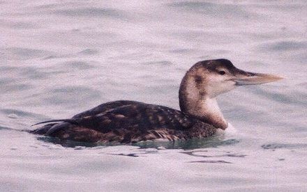 Yellow-billed Loon - ML459177161