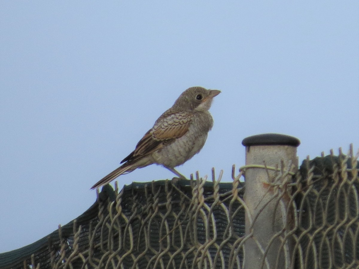 Woodchat Shrike - ML459177971