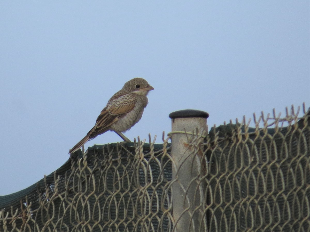 Woodchat Shrike - ML459177991