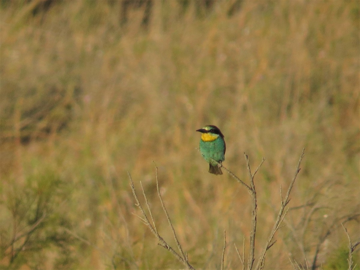 European Bee-eater - ML459179151