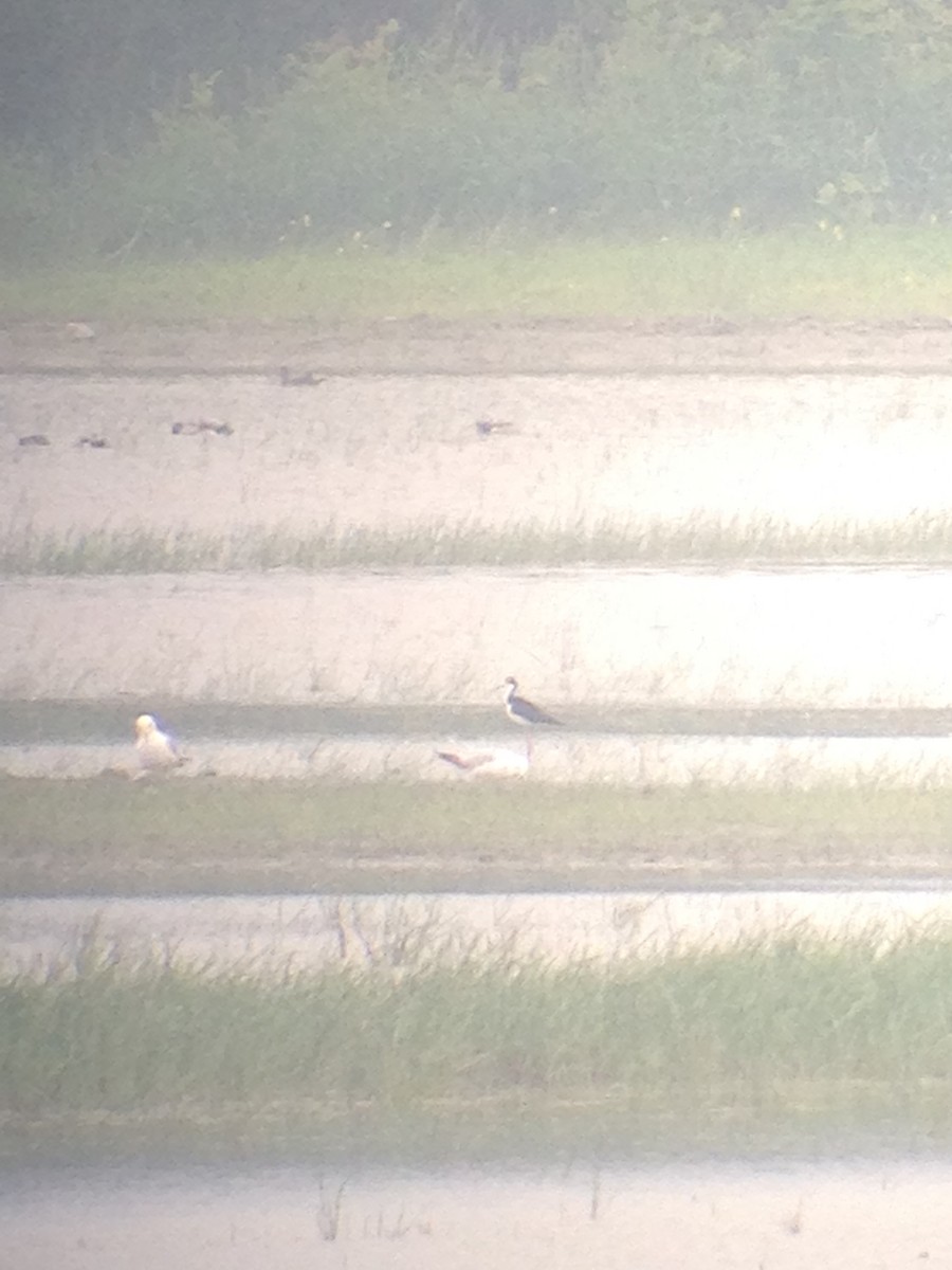 Black-necked Stilt - ML459179421