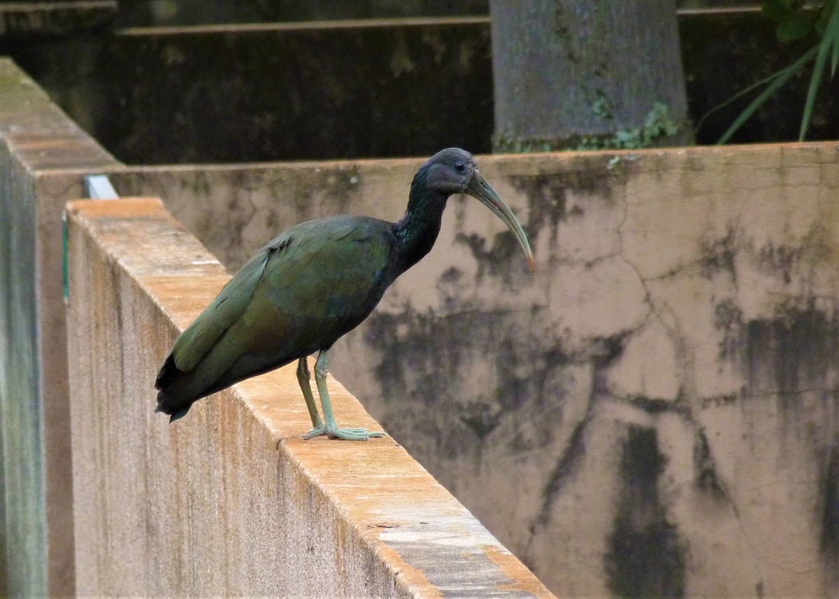 ibis zelený - ML459179781