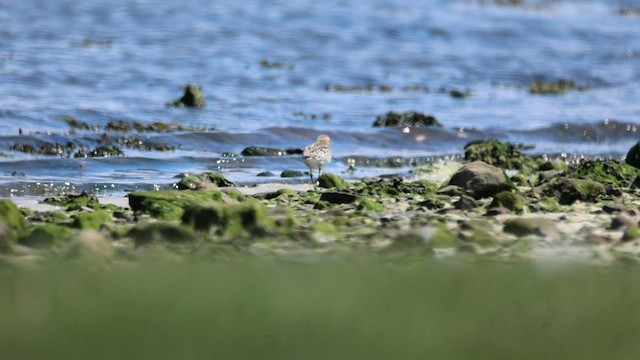 Red-necked Stint - ML459181221