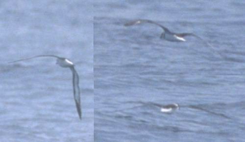 Black-capped Petrel - ML459182051