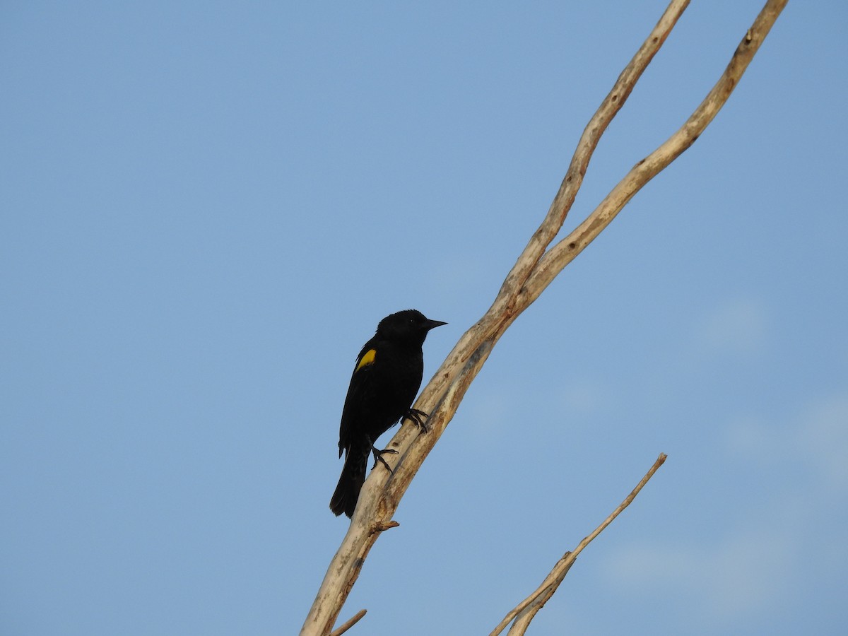 Yellow-winged Blackbird - ML459182381