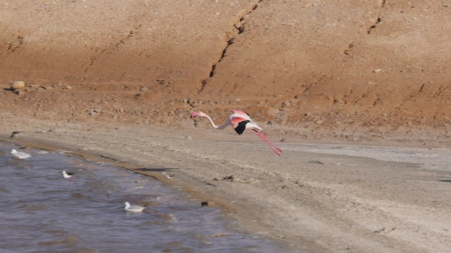 Greater Flamingo - ML459182731