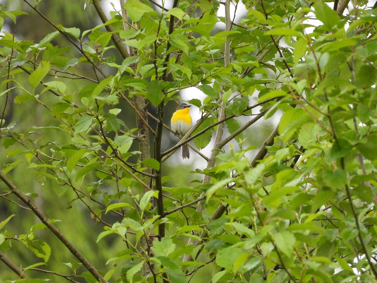 Yellow-breasted Chat - ML459182771