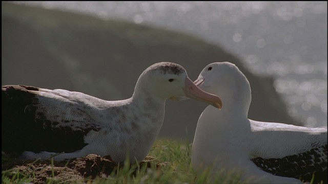 Snowy/Tristan/Antipodean Albatross - ML459183