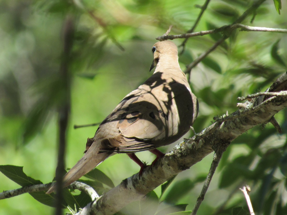 Mourning Dove - ML459183421