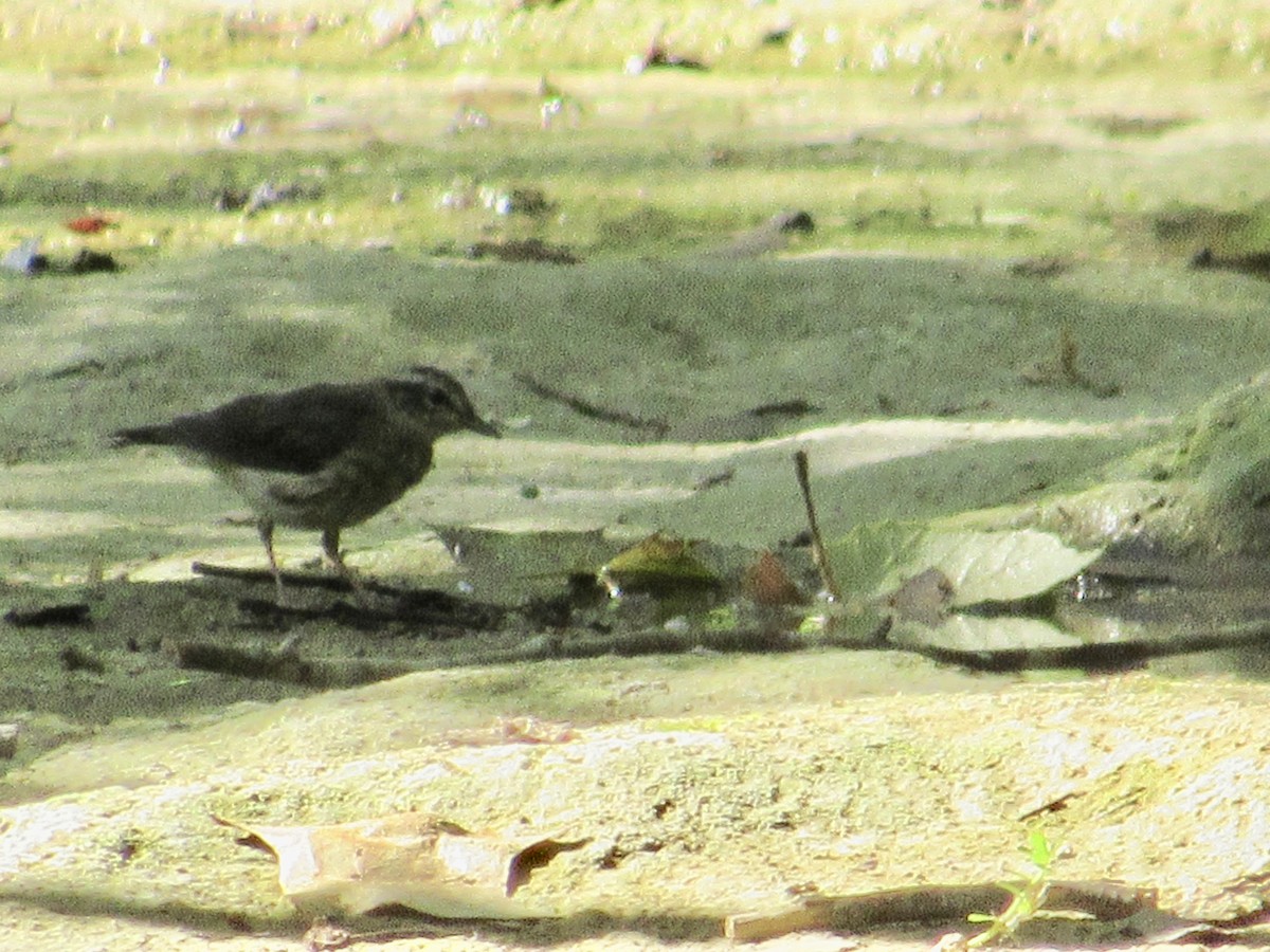 Louisiana Waterthrush - ML459184541