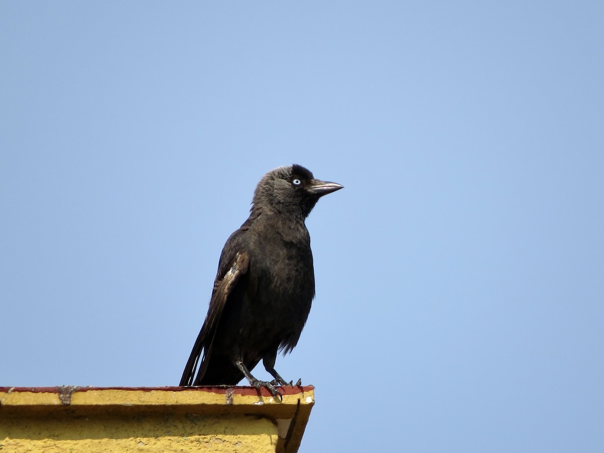 Eurasian Jackdaw - ML459185291