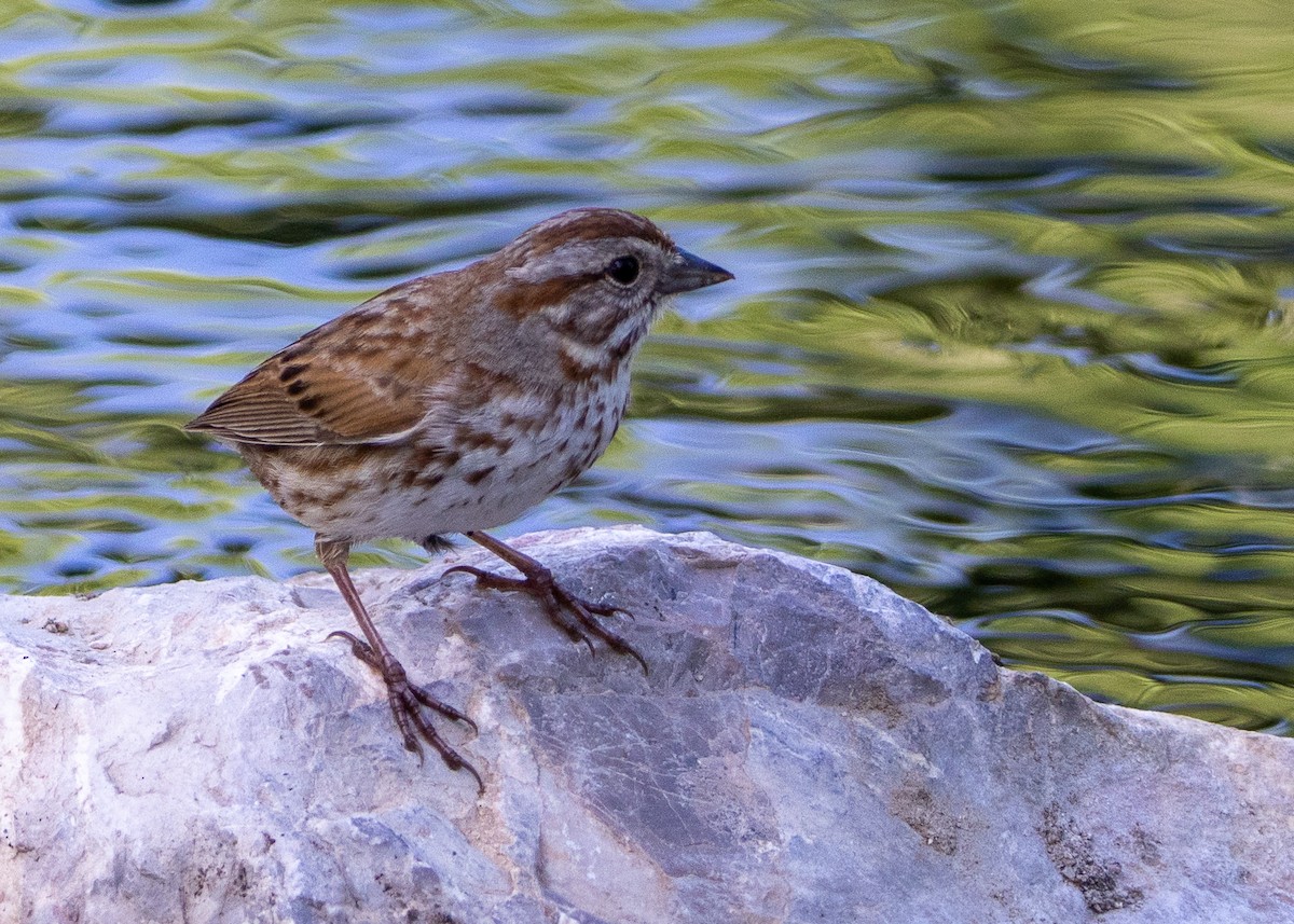 Song Sparrow - Tucson Audubon Field Trips