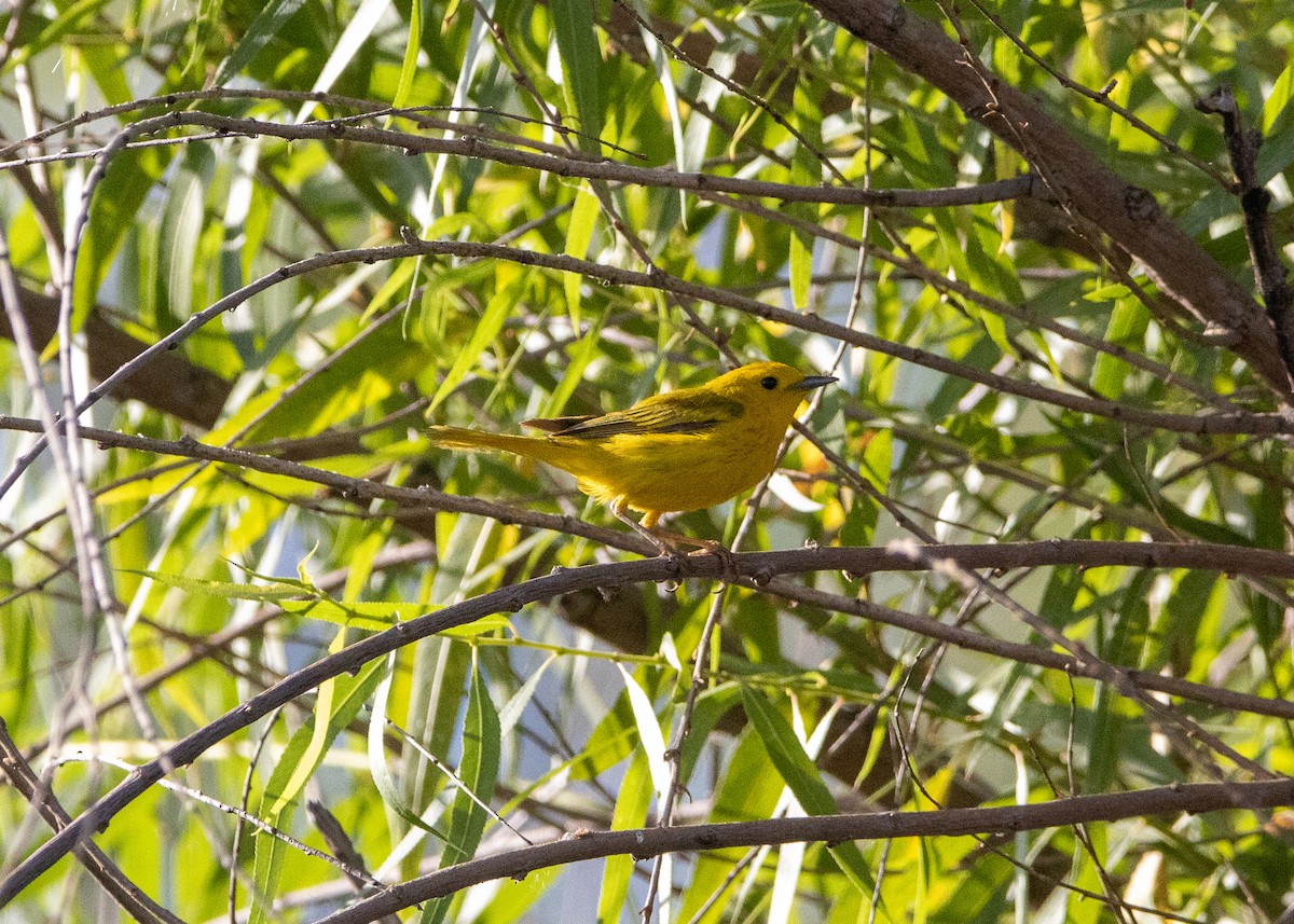 Yellow Warbler - ML459187311