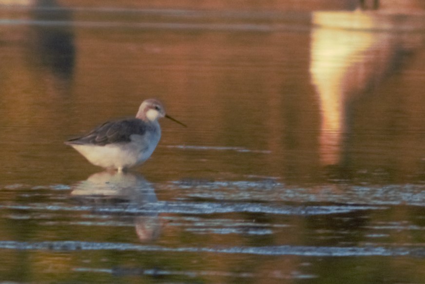 Falaropo Tricolor - ML45918761