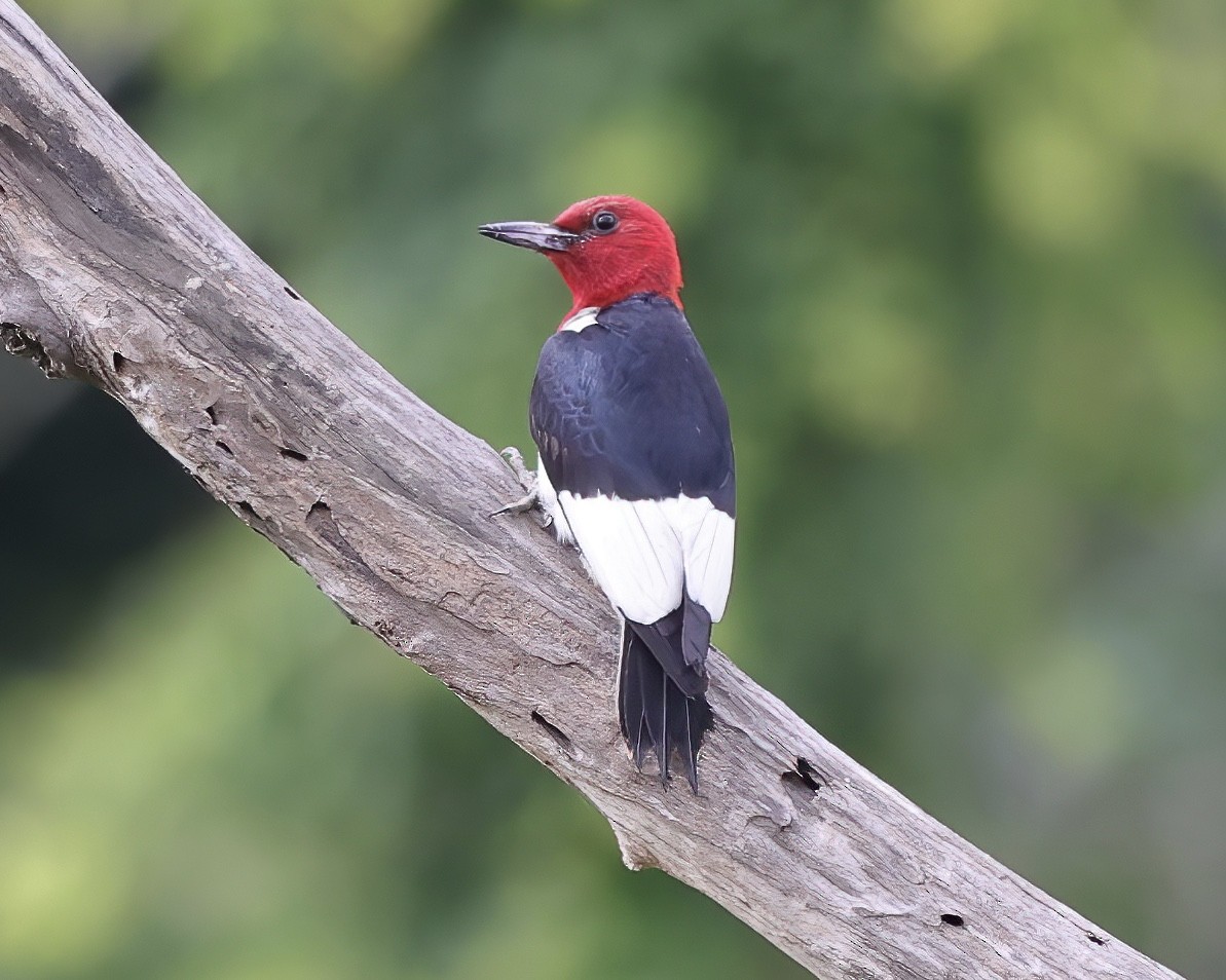 Red-headed Woodpecker - ML459187871
