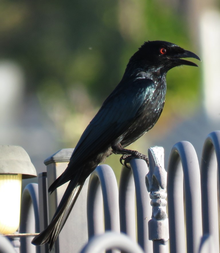 Glanzfleckdrongo - ML459188001