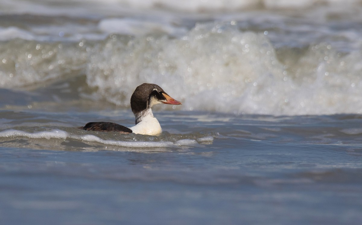 Eider à tête grise - ML459188641