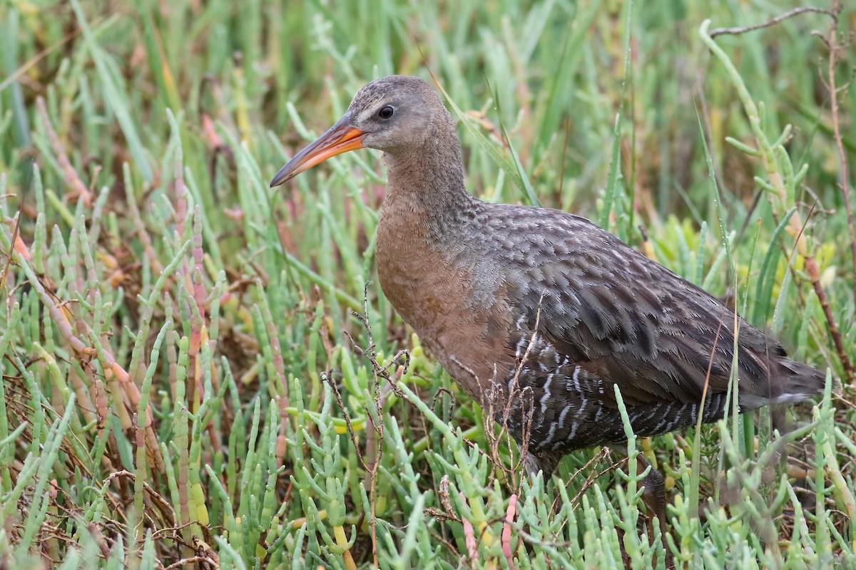 Ridgway's Rail (Light-footed) - ML459189631