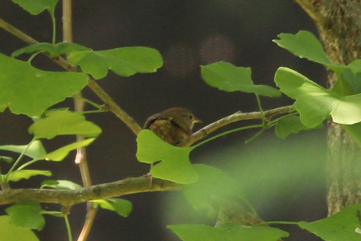 House Wren - ML459189831