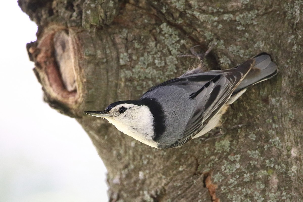 White-breasted Nuthatch - ML459190011