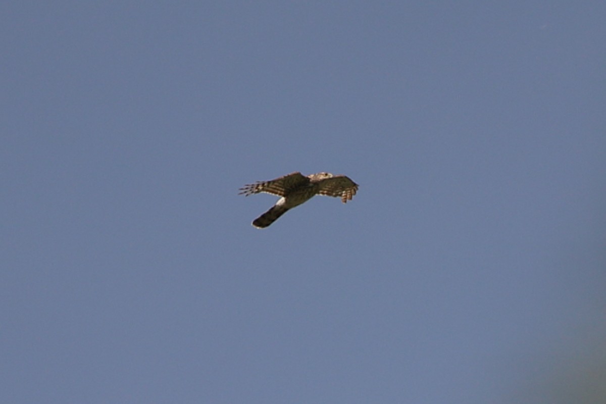 Cooper's Hawk - ML459190891