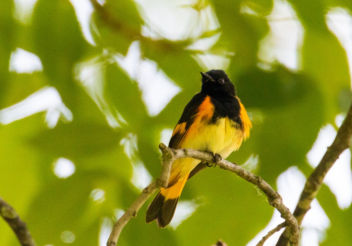 American Redstart - Arun Christopher Manoharan