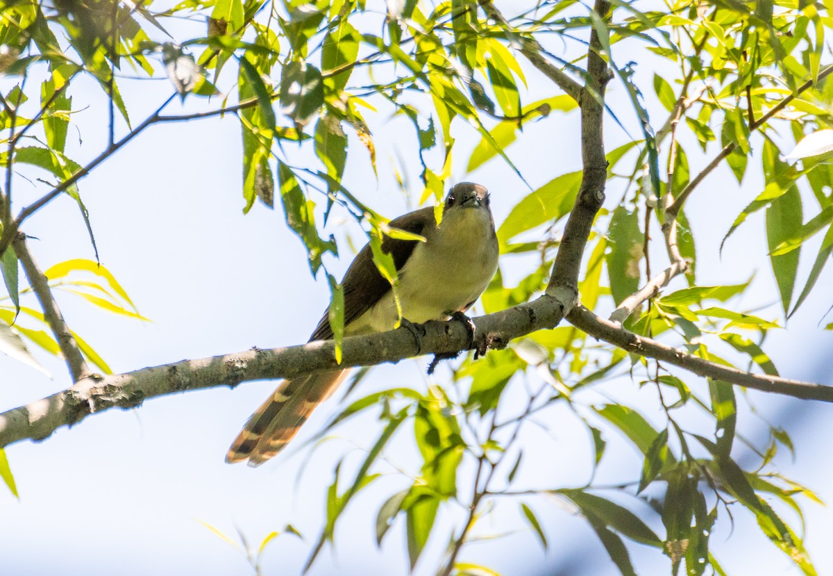 Black-billed Cuckoo - Arun Christopher Manoharan