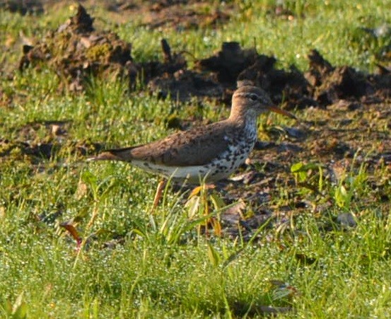 Spotted Sandpiper - Rick Nelson